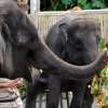 Bali Safari Marine Park (14)