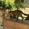 Bali Safari Marine Park (2)