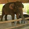 Bali Safari Marine Park (3)