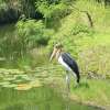 Bali Safari Marine Park (4)