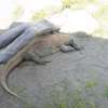 Bali Safari Marine Park (6)