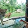 Bali Zoo (11)