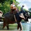 Bali Zoo (12)