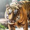 Bali Zoo (2)