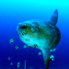 Scuba Diving (1)