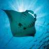 Scuba Diving (2)