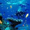Scuba Diving (3)