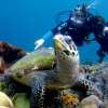 Scuba Diving (4)