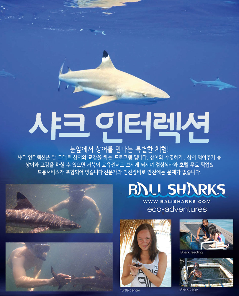 Bali Shark