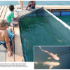 Bali Sharks (1)