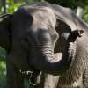 Elephant Ride (2)