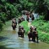 Elephant Ride (3)
