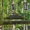 Treetop (2)