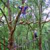 Treetop (4)