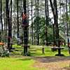 Treetop (6)