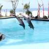 Wake Bali Dolphin (2)