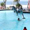 Wake Bali Dolphin (4)