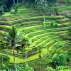 Ubud-Pic-04-1