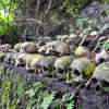 truyanpenglipuran-7