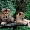 jakartatamansafari_06