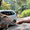 jakartatamansafari_08