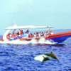 dolphincruise_1