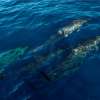 dolphincruise_5