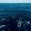 dolphincruise_7