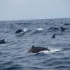 dolphincruise_8