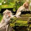 monkeyforest1