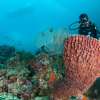 menjangandiving_1