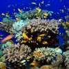 menjangandiving_2
