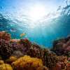 menjangandiving_4
