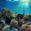 menjangandiving_6