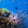 menjangandiving_7