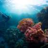 menjangandiving_8