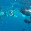 Nusa_Penida_Nusa_Lembongan_Snorkeling_Tour_2