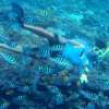 Nusa_Penida_Nusa_Lembongan_Snorkeling_Tour_4