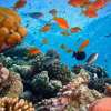 Amed_Snorkeling_Tour_4