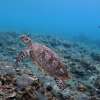 Amed_Snorkeling_Tour_5