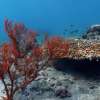 Amed_Snorkeling_Tour_6