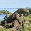 3 Day Komodo Sail on Board 13