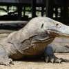 3 Day Komodo Sail on Board 14