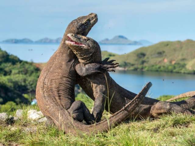 Private 3 Day Komodo Sail on Board Snorkeling and Komodo Island Tour – Start from Labuan Bajo 1