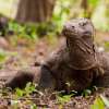 Private 4 Day Komodo Sail on Board with Phinisi Boat & Snorkeling Tour 1