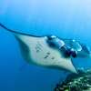 Private 4 Day Sailing Komodo with Regular Boat & Snorkeling Tour 15