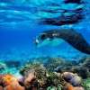 Private 4 Day Sailing Komodo with Regular Boat & Snorkeling Tour 16