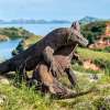 Private 4 Day Sailing Komodo with Regular Boat & Snorkeling Tour 9