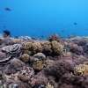 1snorkeling-gili-air-Snorkelaroundtheworld-600×450