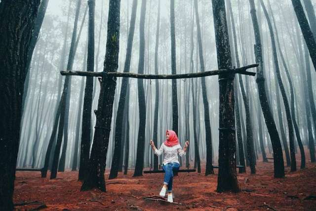 @jogjaimage-IMOGIRI-PINE-FOREST-768×512